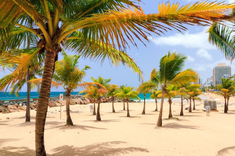 Condado Beach Puerto Rico Palm Trees