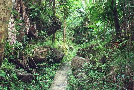El Yunque Rainforest Puerto Rico Hiking