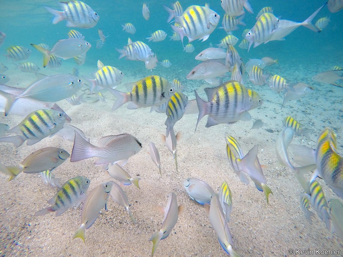 Escambron Beach Snorkeling Fish