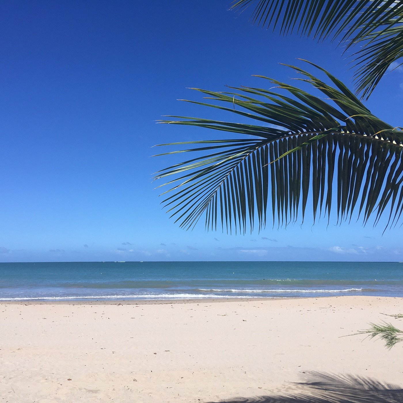 Isla Verde Beach Palm Tree.view