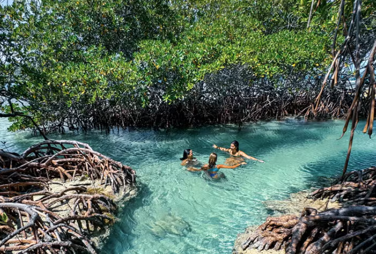 La Parguera Mangroves