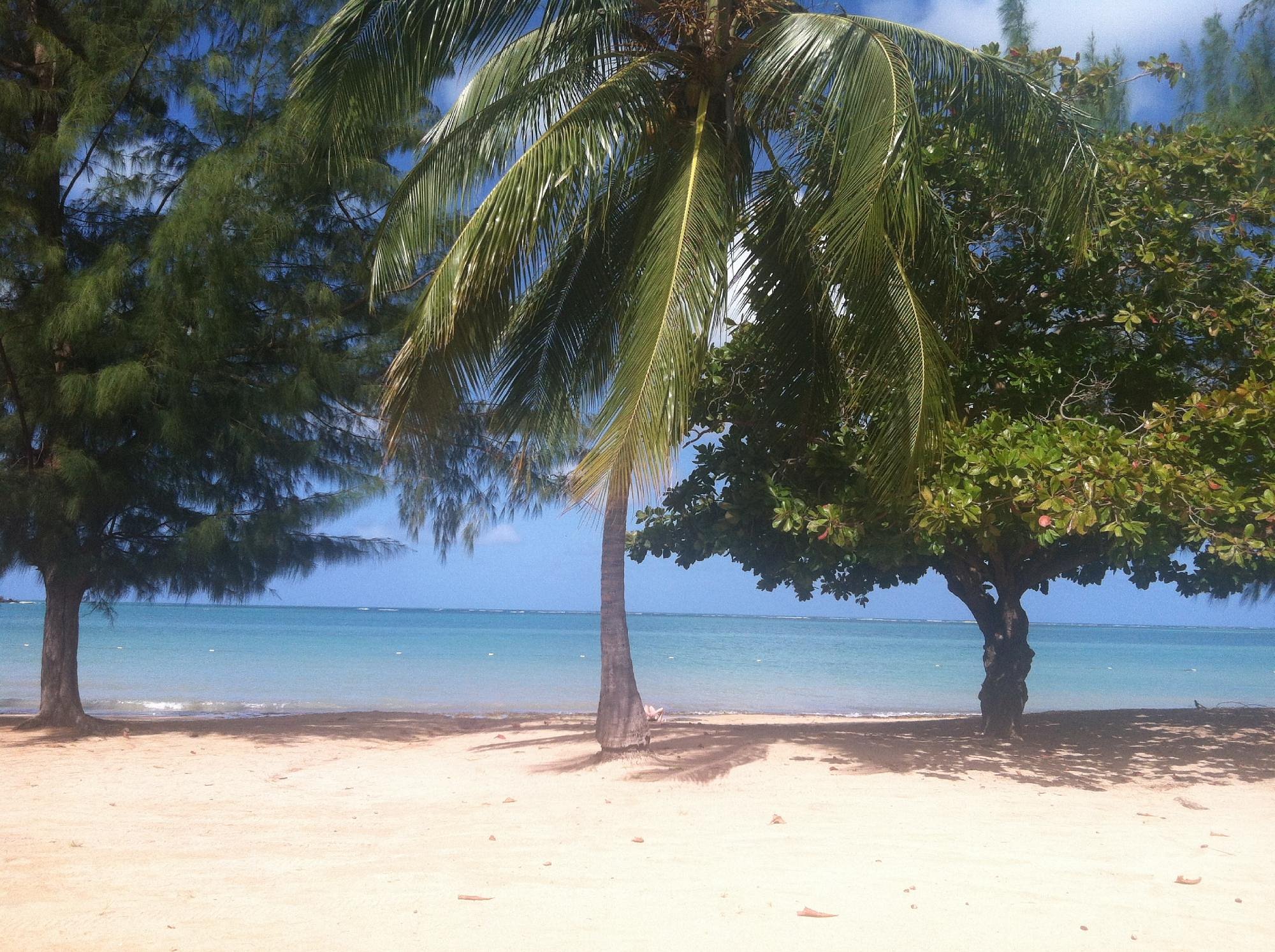 Seven Seas Beach Fajardo Palm Trees