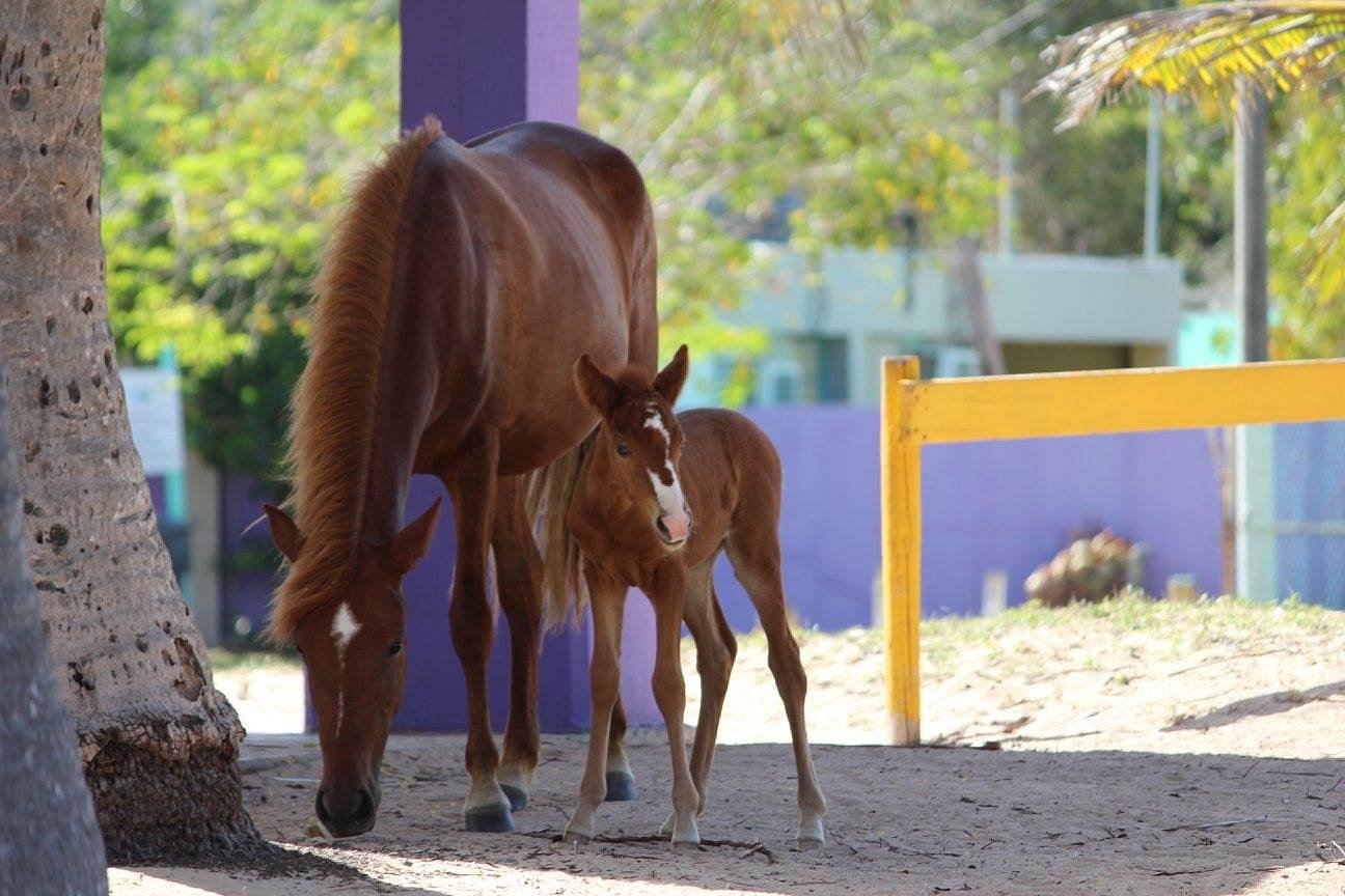 Sun Bay Beach Vieques Island Wiild Horses On The Beach